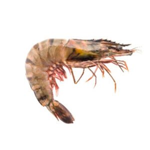 Camarón mediano con cabeza