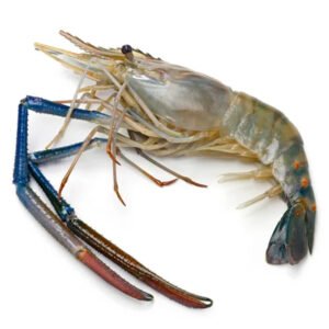 Langostino