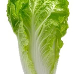 Lechuga orejona