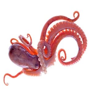 Pulpo crudo