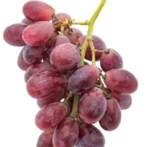 Uva roja sin semilla