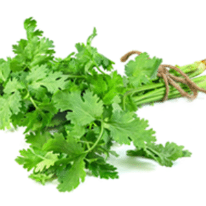 Cilantro